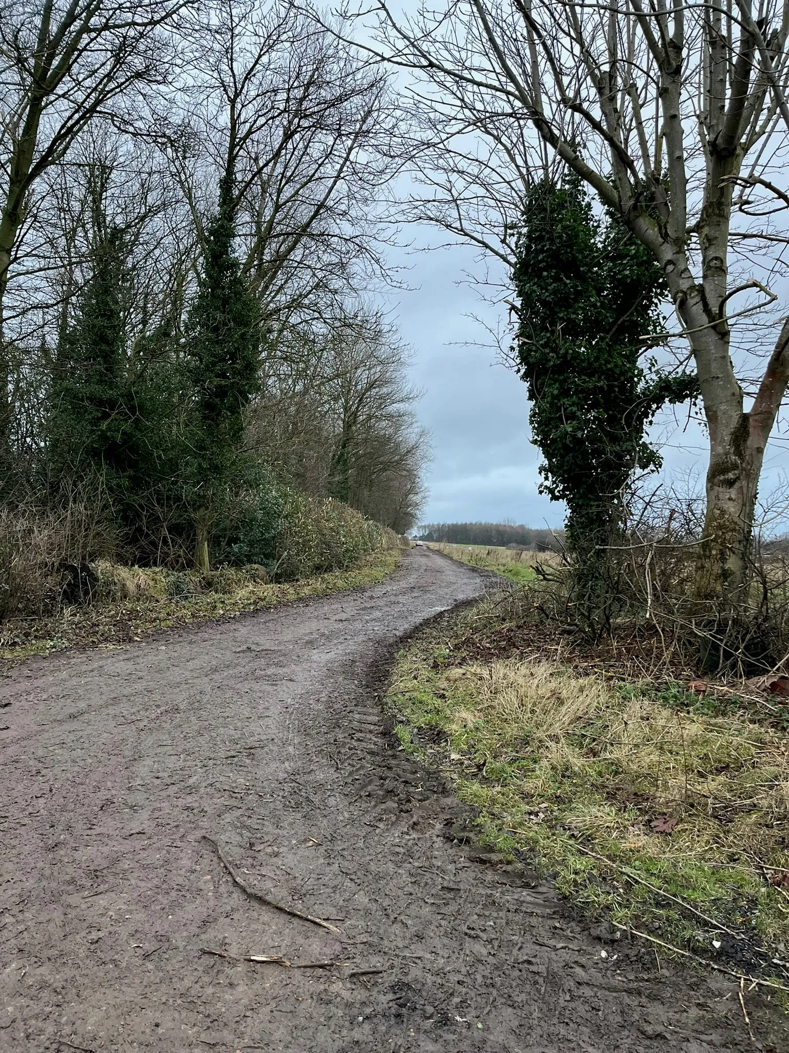 A muddy track lined with bare, ivy-covered trees under a grey sky