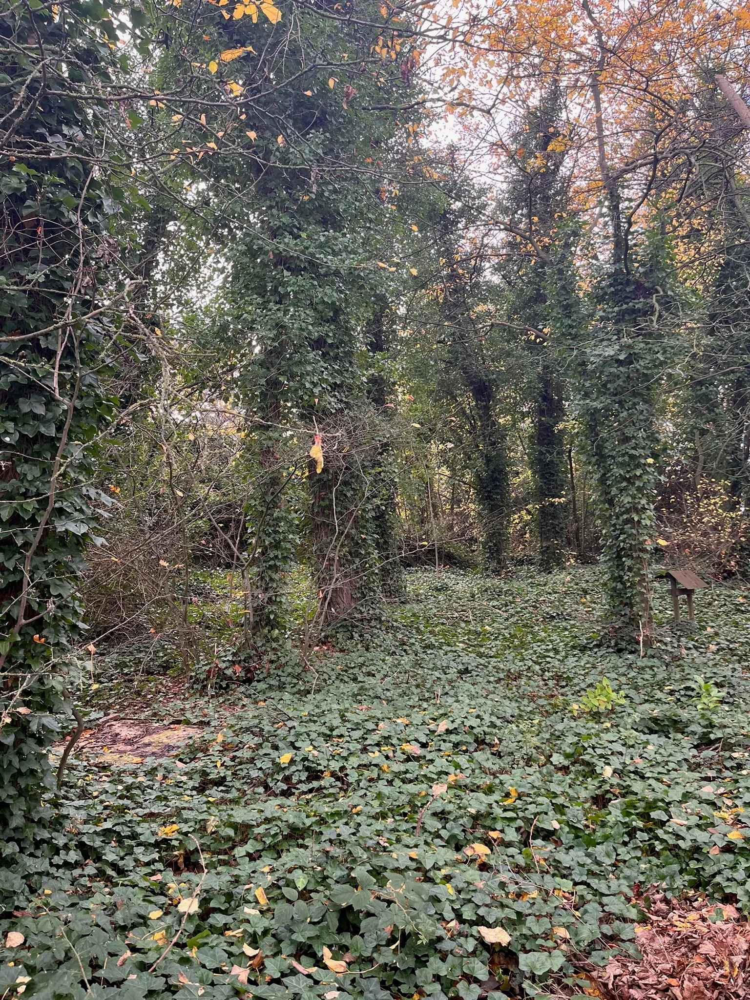 Woodland carpeted in ivy, with ivy-covered trees and autumn leaves